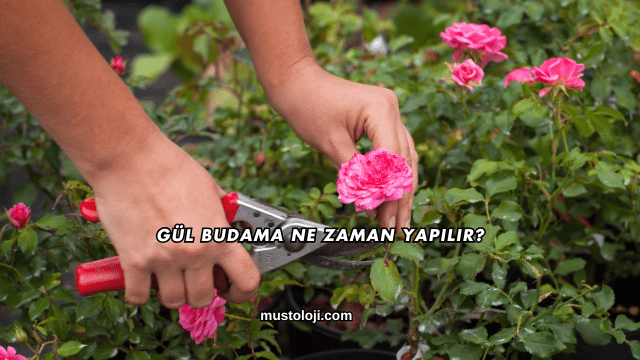 Gül Budama Ne Zaman Yapılır?