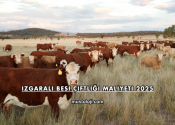 Izgaralı Besi Çiftliği Maliyeti 2025
