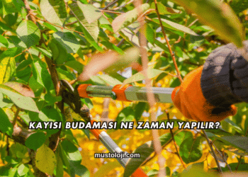 Kayısı Budaması Ne Zaman Yapılır?
