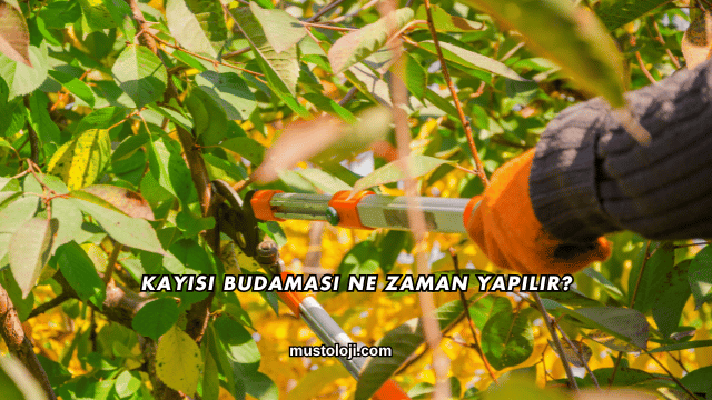 Kayısı Budaması Ne Zaman Yapılır?