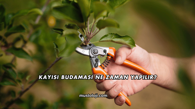 Kayısı Budaması Ne Zaman Yapılır?