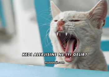 Kedi Alerjisine Ne İyi Gelir?