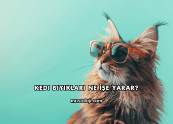 Kedi Bıyıkları Ne İşe Yarar?