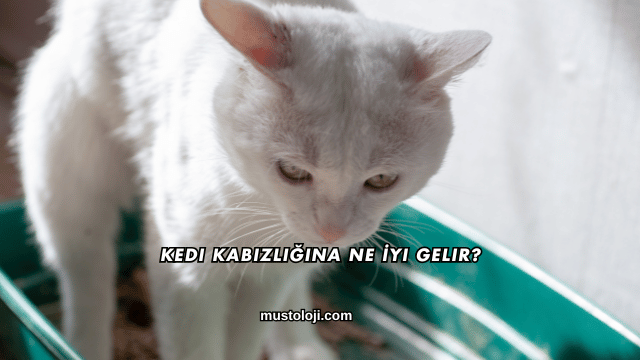 Kedi Kabızlığına Ne İyi Gelir?