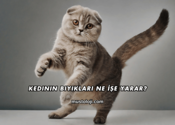 Kedinin Bıyıkları Ne İşe Yarar?