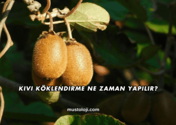 Kivi Köklendirme Ne Zaman Yapılır?