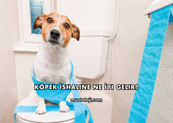 Köpek İshaline Ne İyi Gelir?
