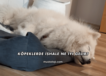 Köpeklerde İshale Ne İyi Gelir?
