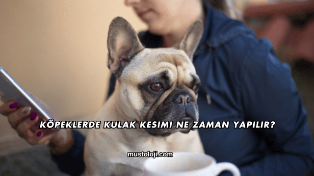 Köpeklerde Kulak Kesimi Ne Zaman Yapılır?