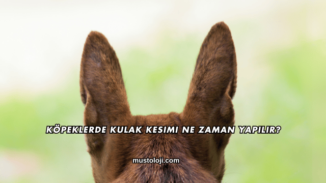 Köpeklerde Kulak Kesimi Ne Zaman Yapılır?