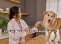 Köpeklere Karma Aşı Ne Zaman Yapılır?