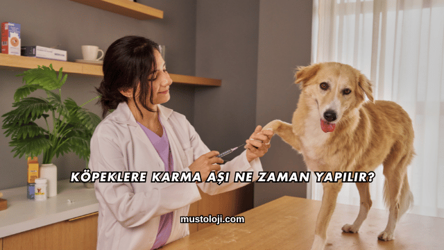 Köpeklere Karma Aşı Ne Zaman Yapılır?