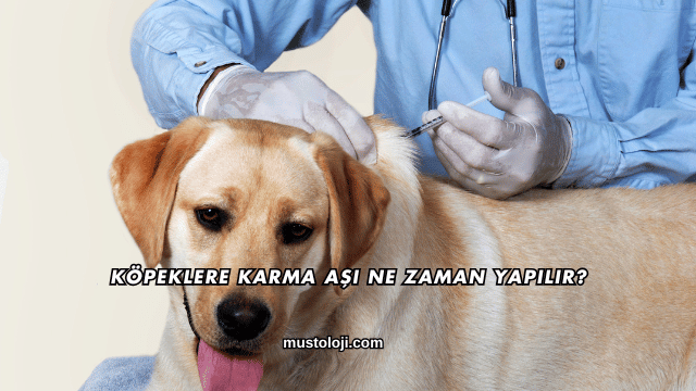 Köpeklere Karma Aşı Ne Zaman Yapılır?