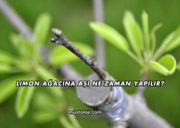 Limon Ağacına Aşı Ne Zaman Yapılır?
