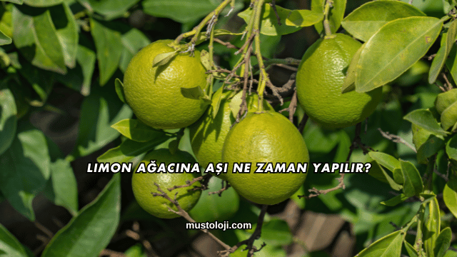 Limon Ağacına Aşı Ne Zaman Yapılır?