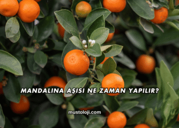 Mandalina Aşısı Ne Zaman Yapılır?