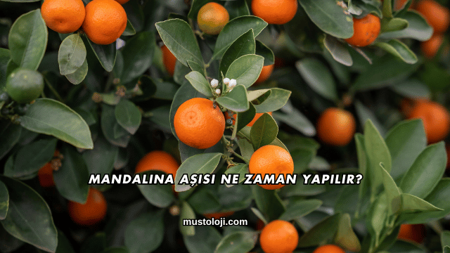 Mandalina Aşısı Ne Zaman Yapılır?