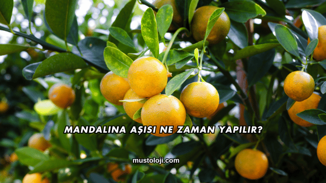 Mandalina Aşısı Ne Zaman Yapılır?