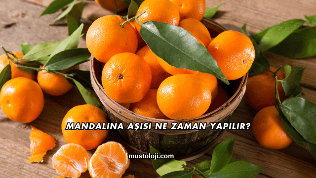 Mandalina Aşısı Ne Zaman Yapılır?