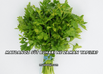 Maydanoz Süt Buharı Ne Zaman Yapılır?