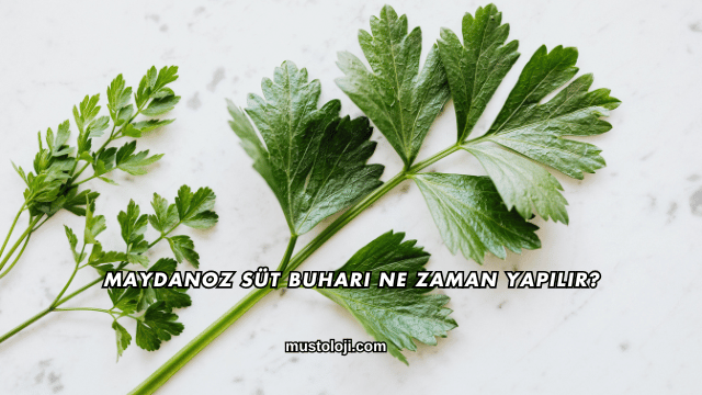 Maydanoz Süt Buharı Ne Zaman Yapılır?