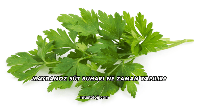 Maydanoz Süt Buharı Ne Zaman Yapılır?
