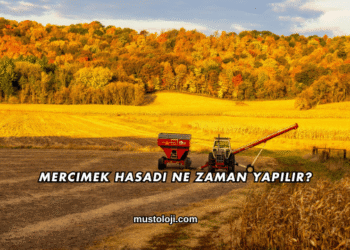 Mercimek Hasadı Ne Zaman Yapılır?