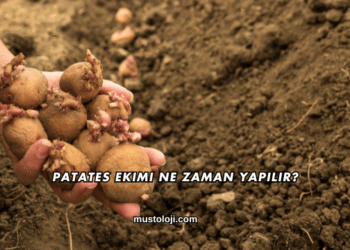 Patates Ekimi Ne Zaman Yapılır?