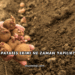 Patates Ekimi Ne Zaman Yapılır?