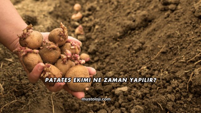 Patates Ekimi Ne Zaman Yapılır?