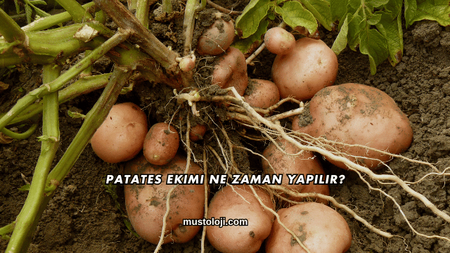 Patates Ekimi Ne Zaman Yapılır?