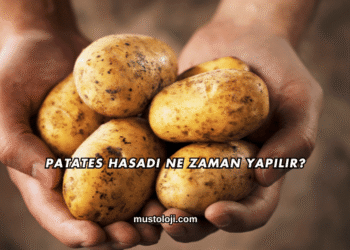 Patates Hasadı Ne Zaman Yapılır?