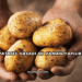 Patates Hasadı Ne Zaman Yapılır?