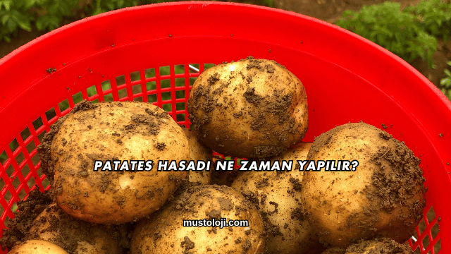 Patates Hasadı Ne Zaman Yapılır?
