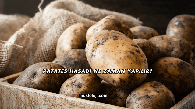 Patates Hasadı Ne Zaman Yapılır?