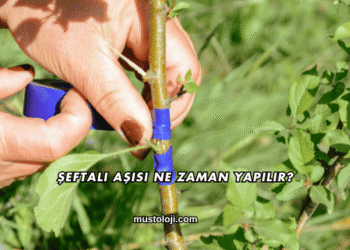 Şeftali Aşısı Ne Zaman Yapılır?