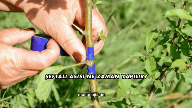 Şeftali Aşısı Ne Zaman Yapılır?