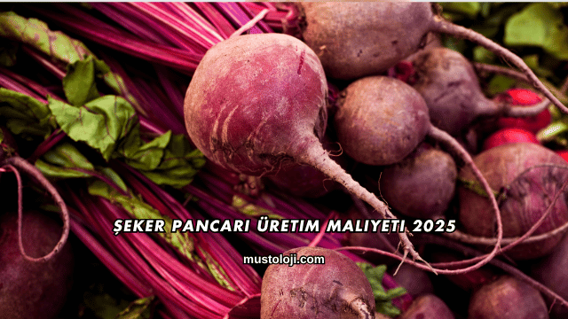 Şeker Pancarı Üretim Maliyeti 2025
