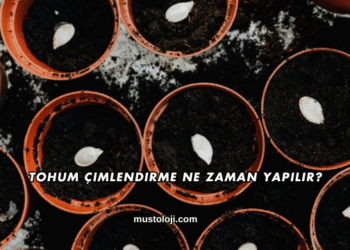 Tohum Çimlendirme Ne Zaman Yapılır?