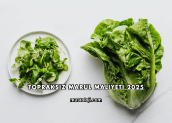 Topraksız Marul Maliyeti 2025