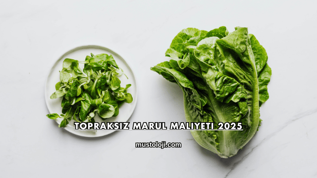 Topraksız Marul Maliyeti 2025