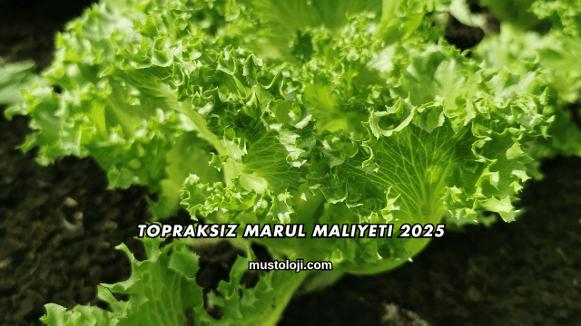 Topraksız Marul Maliyeti 2025
