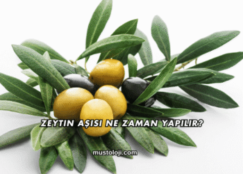 Zeytin Aşısı Ne Zaman Yapılır?