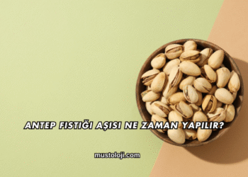 Antep Fıstığı Aşısı Ne Zaman Yapılır?