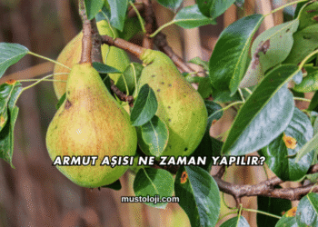 Armut Aşısı Ne Zaman Yapılır?