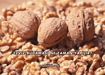 Ceviz Budaması Ne Zaman Yapılır?