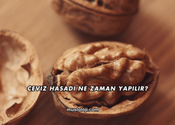 Ceviz Hasadı Ne Zaman Yapılır?