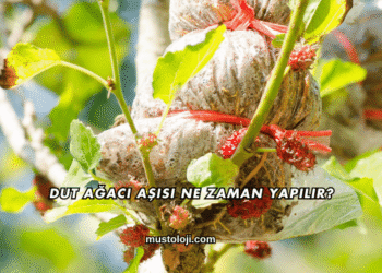 Dut Ağacı Aşısı Ne Zaman Yapılır?