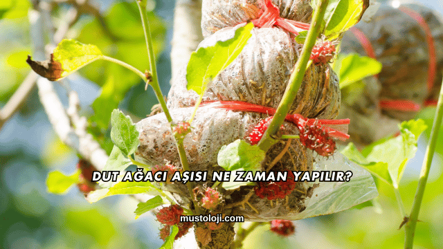 Dut Ağacı Aşısı Ne Zaman Yapılır?