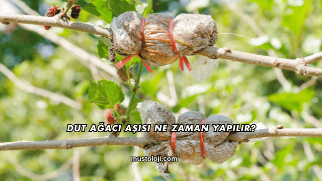 Dut Ağacı Aşısı Ne Zaman Yapılır?